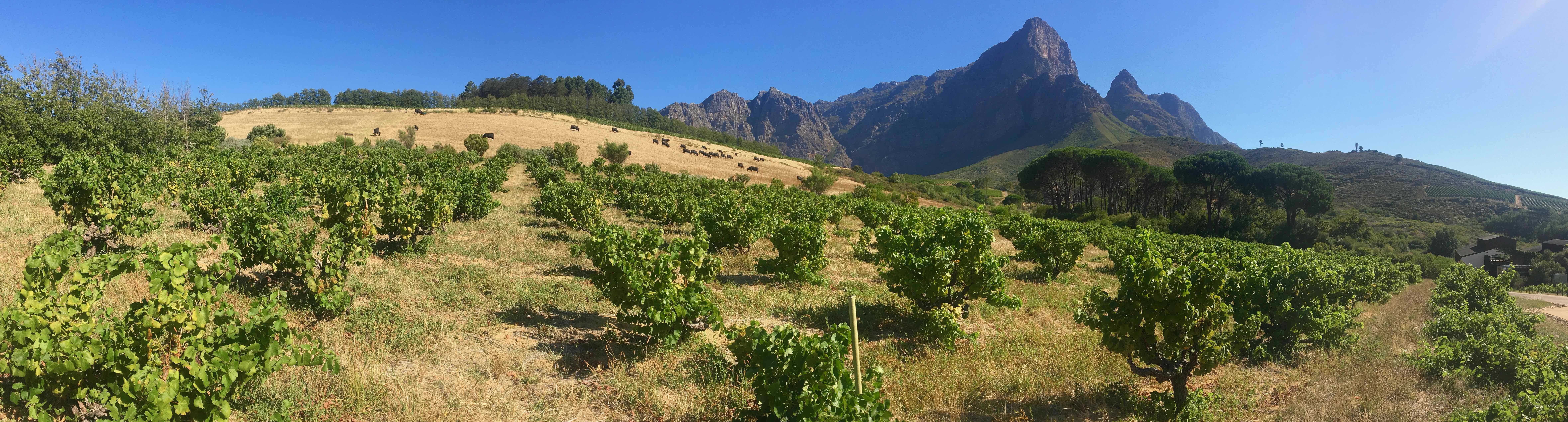 South African Wine