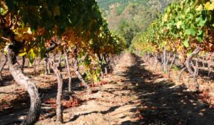 Fresh Chilean Wine Appellation for the Maule Valley