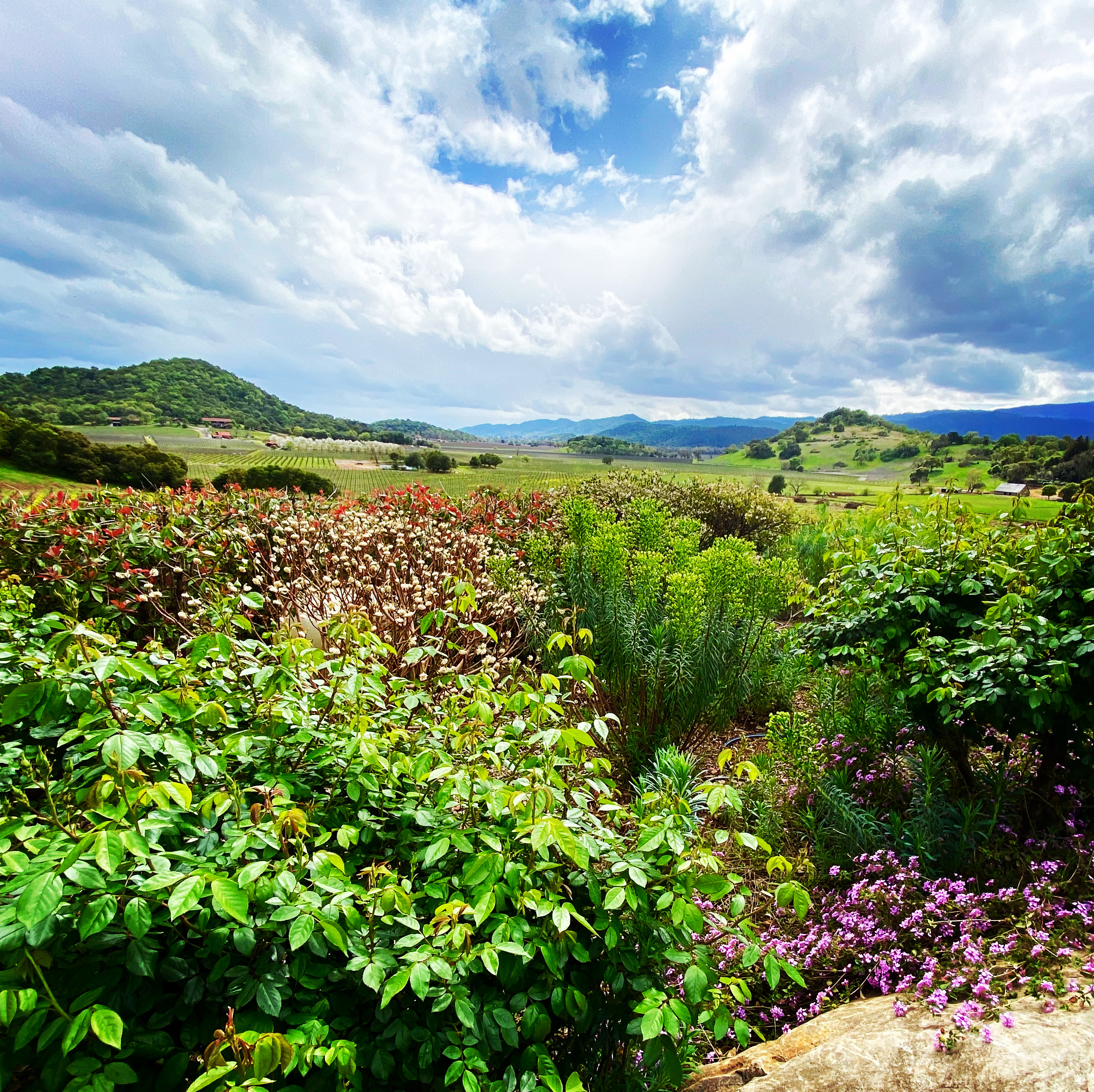 Cabernet and California Cuisine in Napa Valley